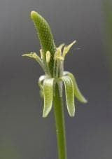 Wild Flower Mousetail Myosurus minimus Seeds