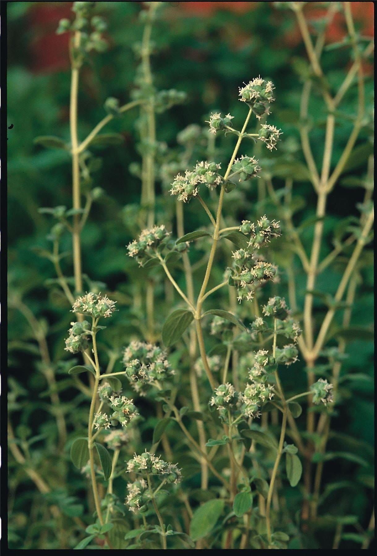 Pennyroyal - Mentha Pulegium Seeds