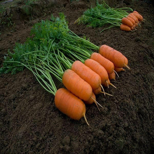 Carrot Aron F1 Hybrid Seeds
