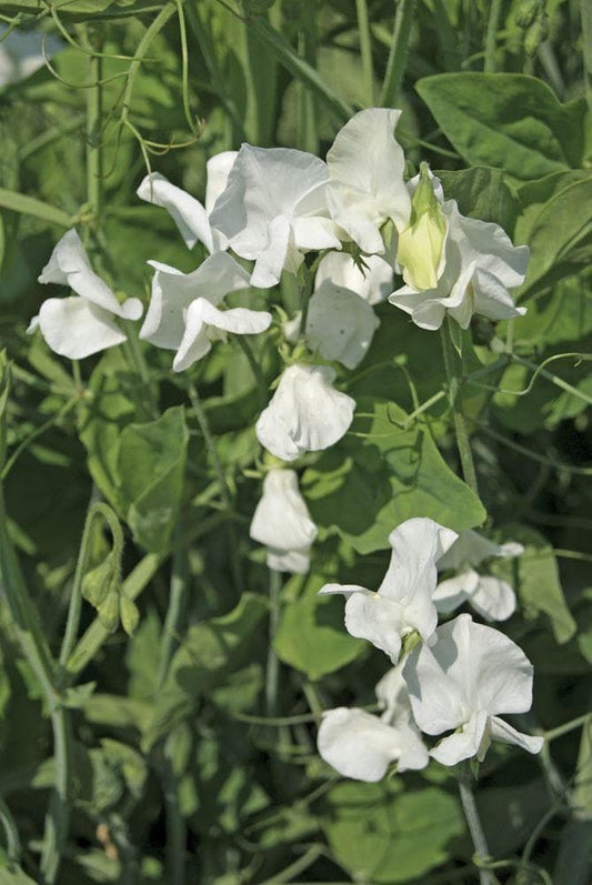 Sweet Pea Spencer White Ensign Seeds