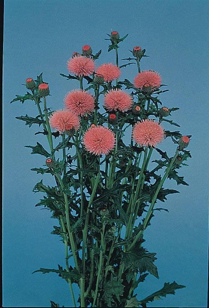 Cirsium Japonicum Pink Beauty Seeds