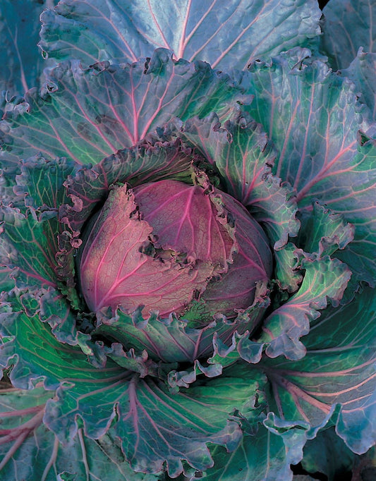 Cabbage January King Extra Late Seeds
