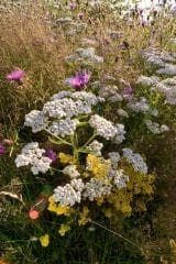 Wildflower  Yarrow Achillea millefolium Seeds