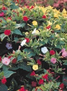 Mirabilis Jalapa Teatime Mixture Seeds