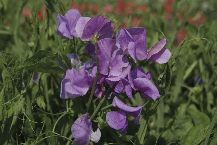 Sweet Pea Spencer Leamington Seeds