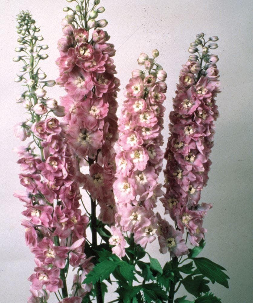 Delphinium Magic Fountains Lilac Pink White Bee Seeds