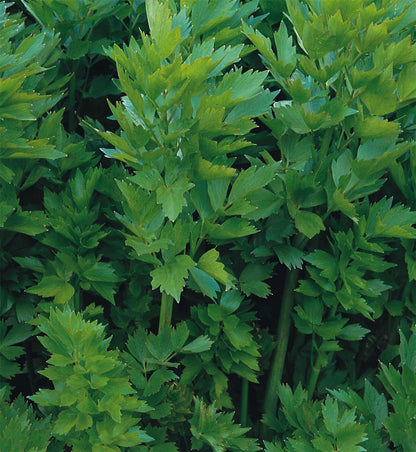 Lovage Seeds – Perennial Celery Flavoured Herb