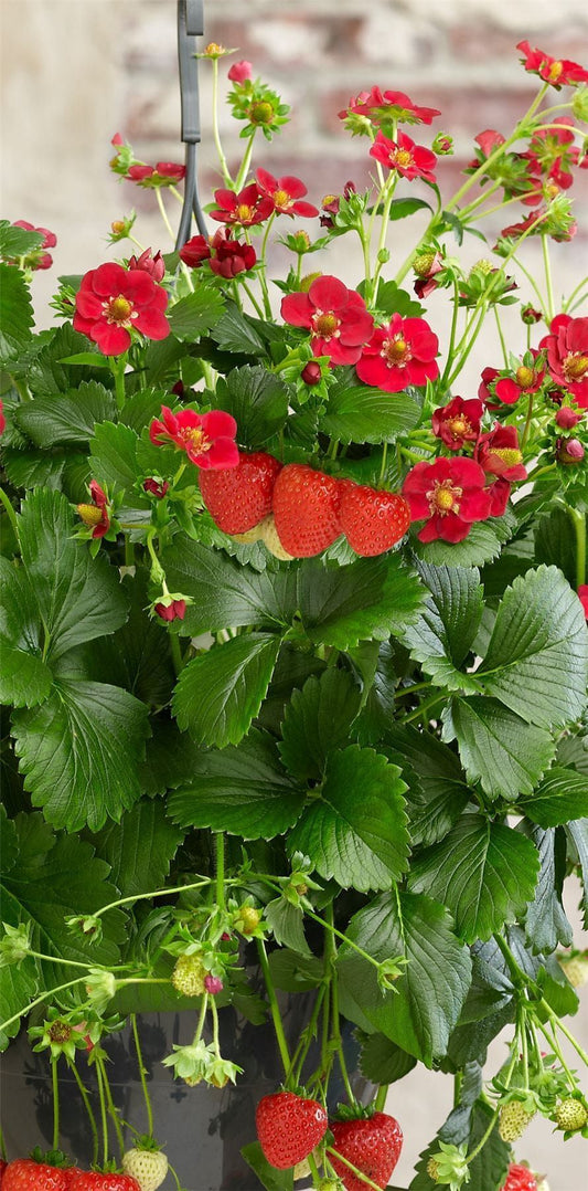 Strawberry Ruby Ann Seeds