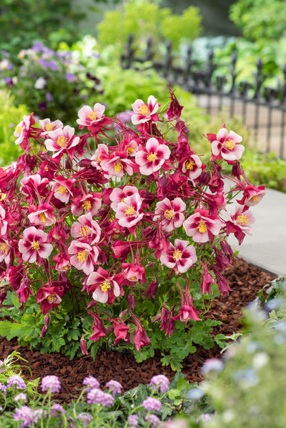 Aquilegia Earlybird Red and White Seeds