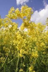 Wildflower Lady's Bedstraw Galium verum Seeds