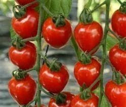 Tomato Tomatoberry Seeds