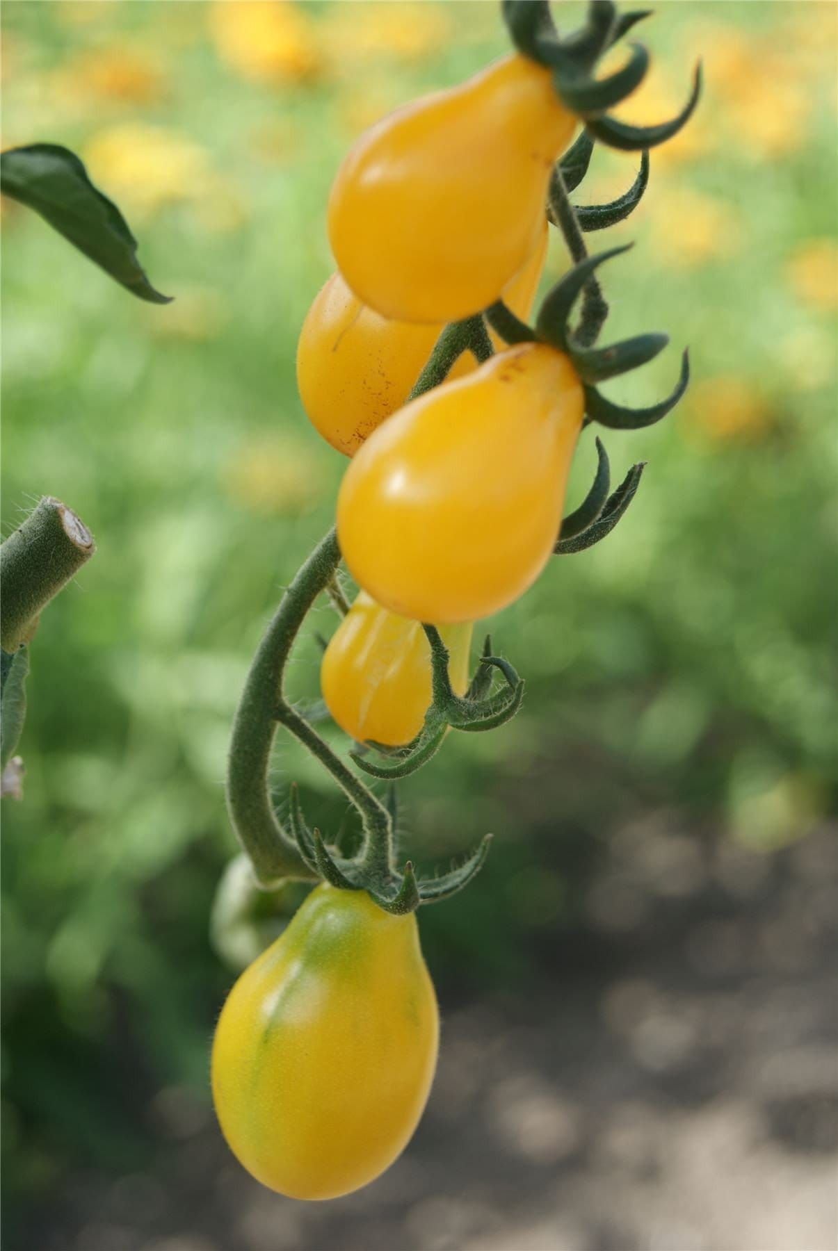 Tomato Yellow Pear Seeds