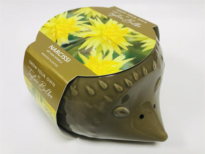 Taylors - Novelty Hedgehog Planter