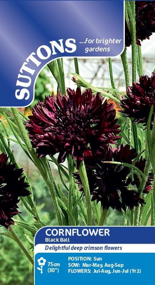 Sutton Seeds - Cornflower Seeds - Black Ball