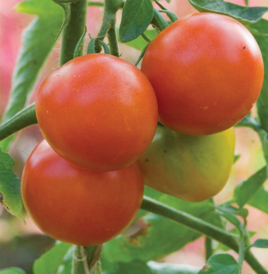 Tomato Summer Frolic Seeds