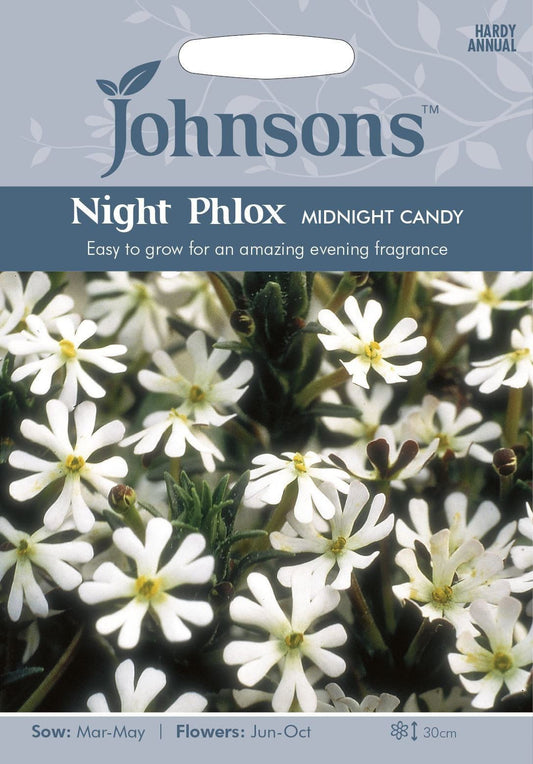 Johnsons Night Phlox Midnight Candy 250 Seeds