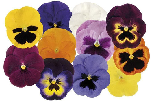 Matrix Raspberry Mix Pansy Seed - Buy Online – JustSeed
