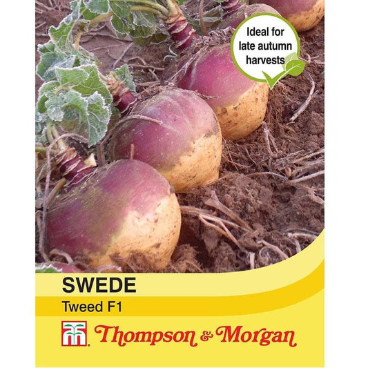 Thompson & Morgan Swede Tweed 200 Seed