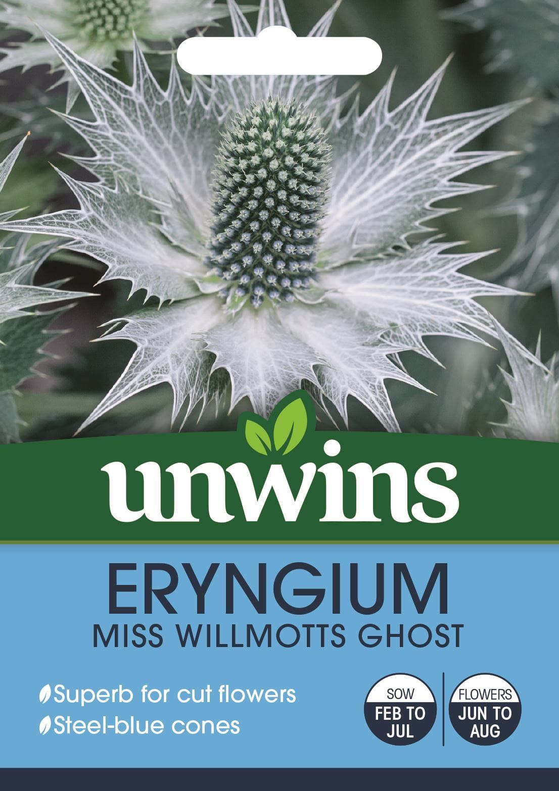 Unwins Eryngium Miss Willmott's Ghost Seeds