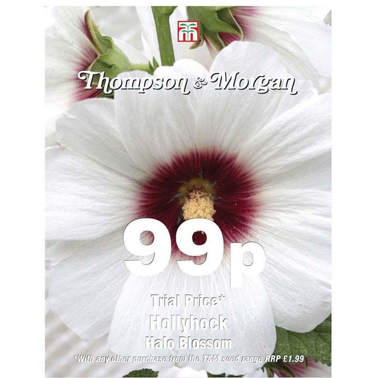 Thompson & Morgan - 99p Flower - Hollyhock - Halo Blossom - 60 Seeds