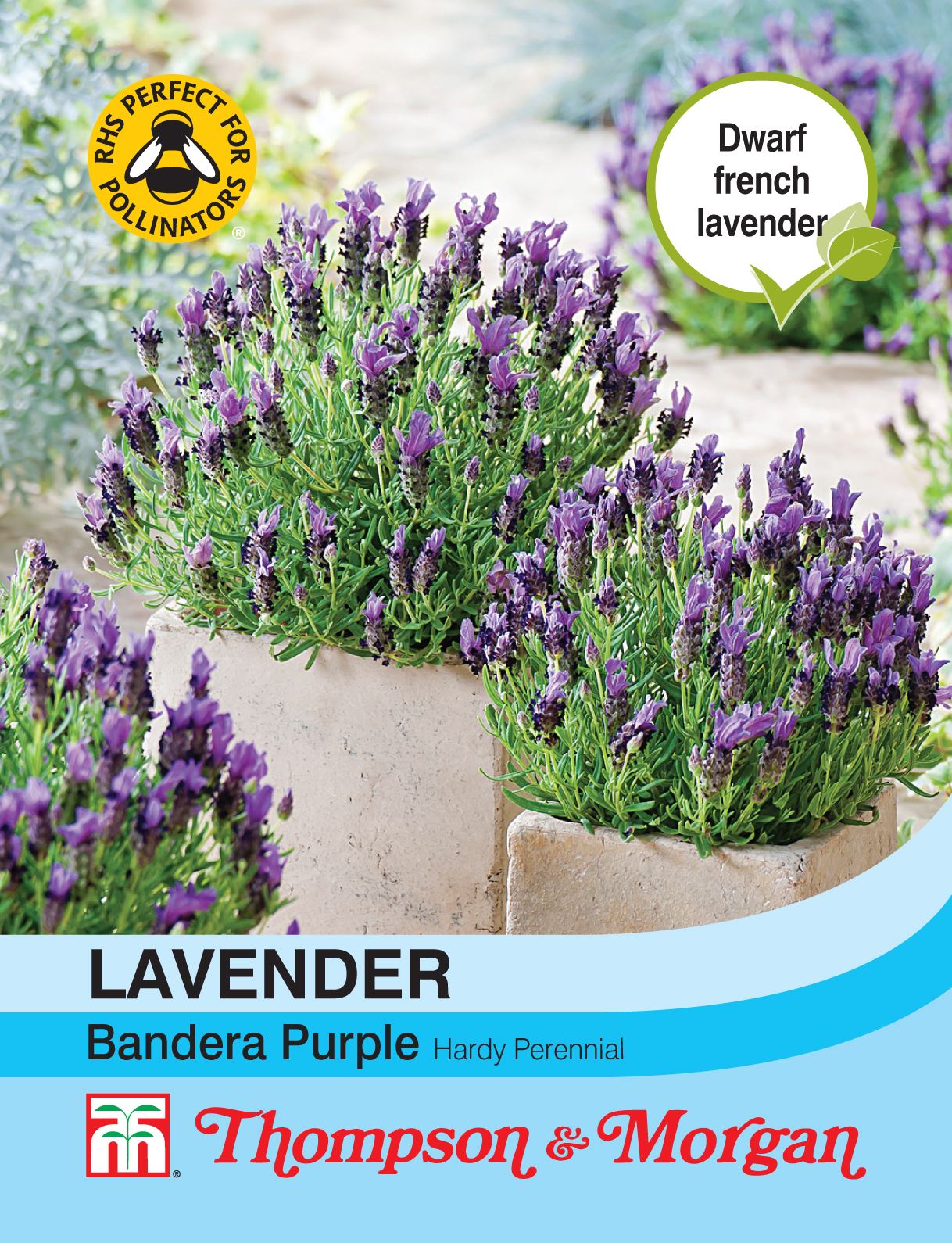 Thompson & Morgan - Flower - Lavender - Bandera Purple - 12 Seeds