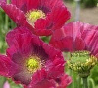 Poppy Papaver Hens and Chickens Seeds