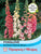Thompson & Morgan Foxglove Excelsior Hybrids Mixed 2500 Seed