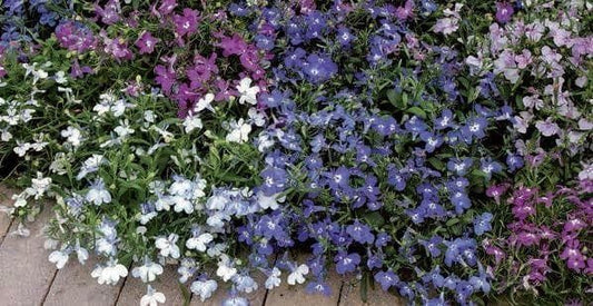 Lobelia Bedding Riviera Mix Seeds