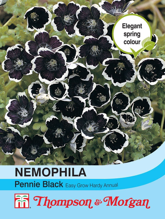 Thompson & Morgan Nemophila Pennie Black 250 Seed