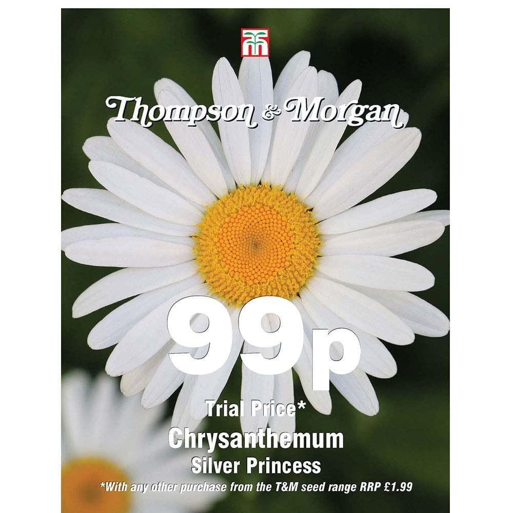 Thompson & Morgan - 99p Flower - Chrysanthemum - Silver Princess - 100 Seeds