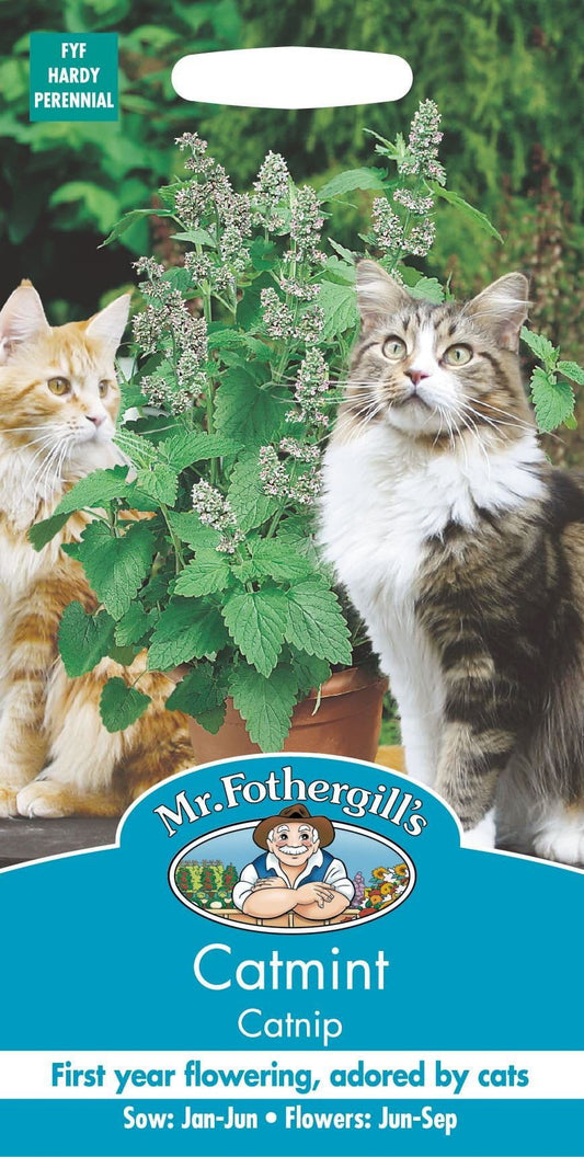 Mr Fothergills Catmint Catnip 250 Seeds