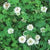 Wild Flower Wild White Clover Trifolium Repens
