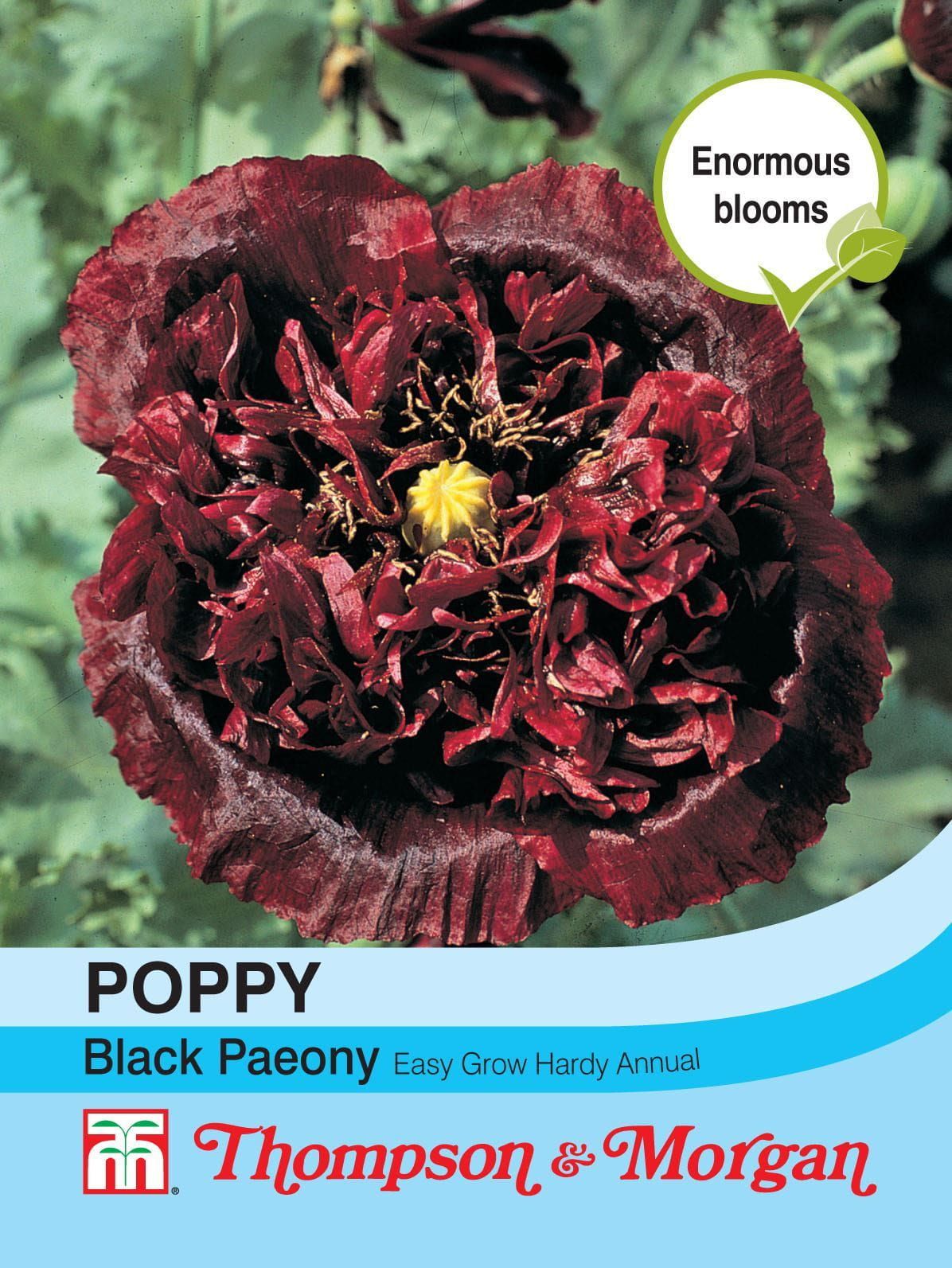 Thompson & Morgan Poppy Black Paeony 500 Seed