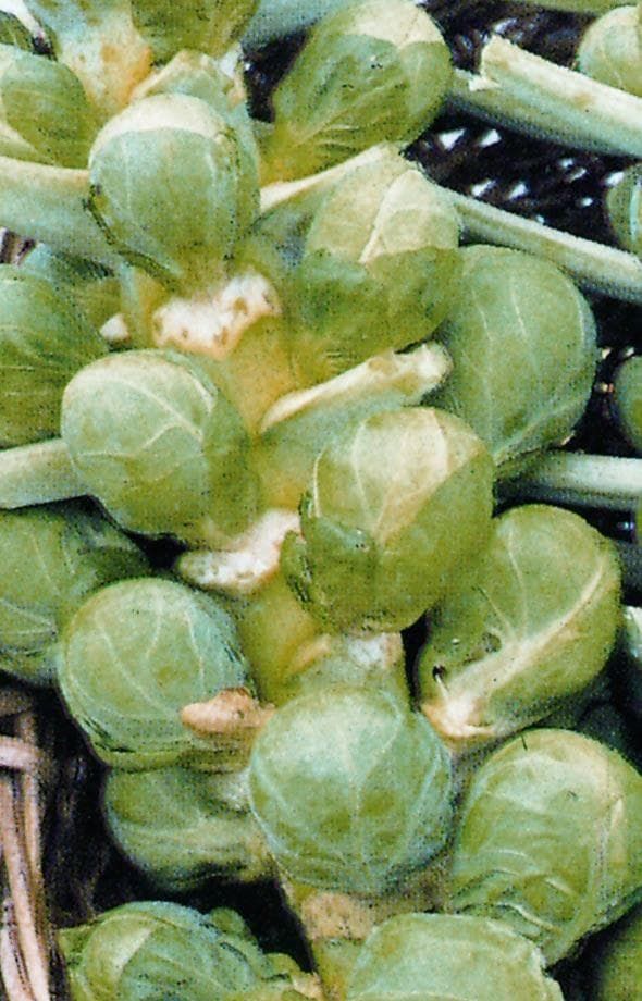 Brussels Sprout Early Half Tall Seeds