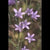 Wild Flower Rampion Bellflower Campanula Rapunculus