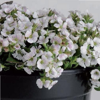 Gypsophila cerastioides Pixie Splash Seeds