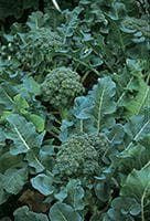 Organic Calabrese Green Sprouting Seeds