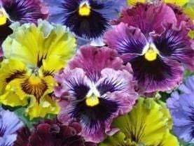 Pansy Frizzle Sizzle F1 Hybrid Seeds