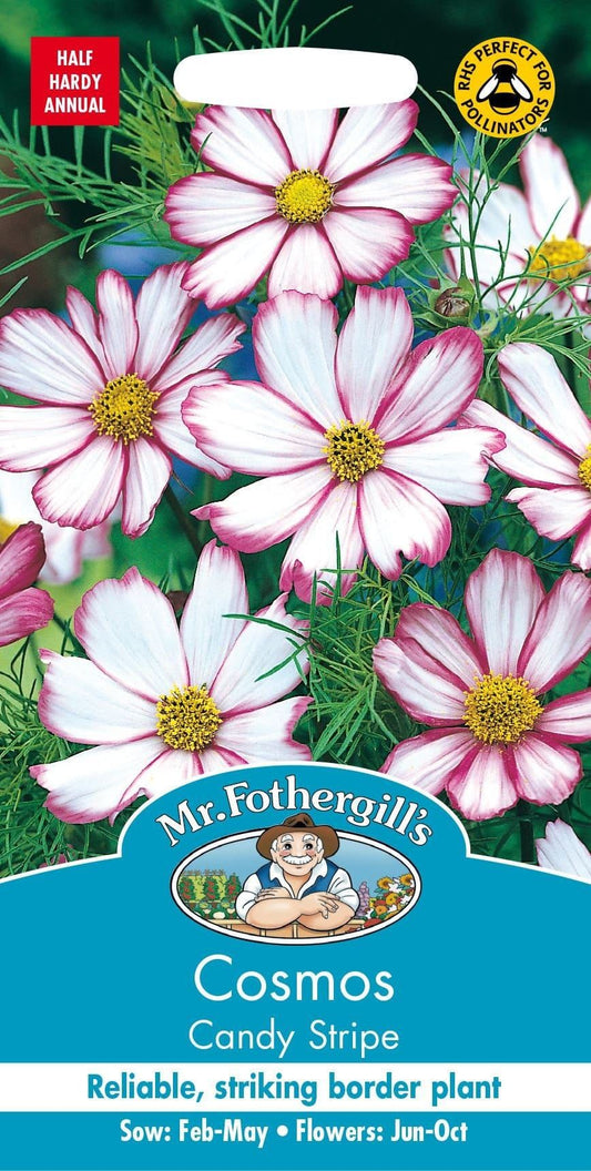 Mr Fothergills Cosmos Candy Stripe 60 Seeds