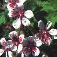 Erodium Pelargoniiflorum Seeds