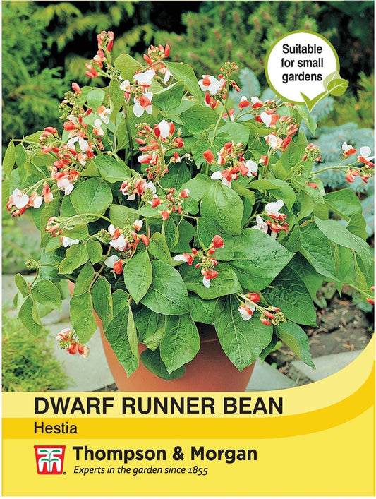 Thompson & Morgan Dwarf Runner Bean Hestia 30 Seed
