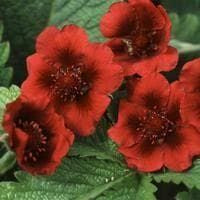 Potentilla Monarch's Velvet Seeds