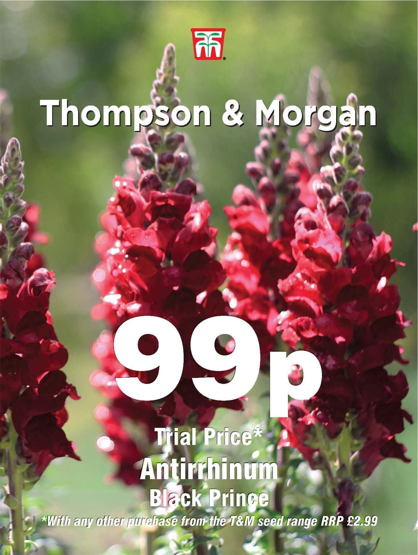 Thompson & Morgan - 99p Flower - Antirrhinum - Black Prince - 500 Seeds