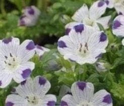 Nemophila Maculate Five Spot Seeds