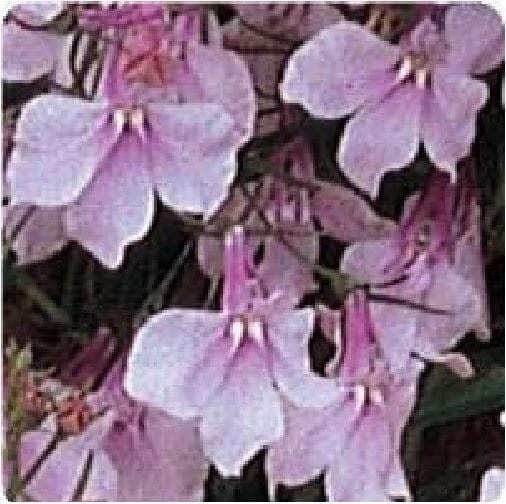 Trailing Lobelia Regatta Lilac Seeds