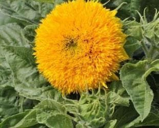 Sunflower Sungold Seeds