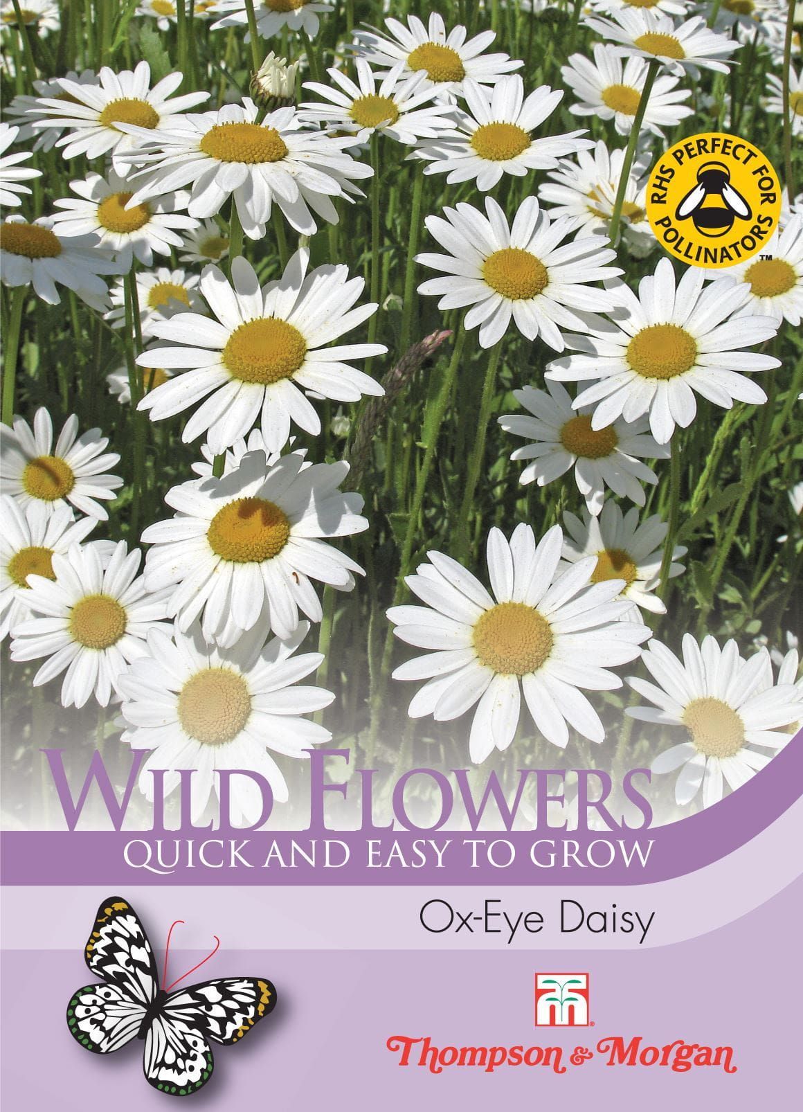 Thompson & Morgan Wild Flower Oxeye Daisy 600 Seed