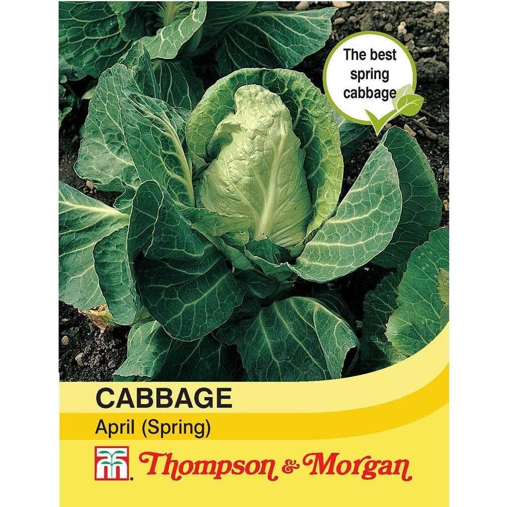 Spring Canbage Thompson & Morgan Spring Cabbage April 300 Seed – JustSeed