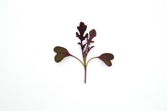 Microgreens Baby Leaves Mustard Red Lace Seeds