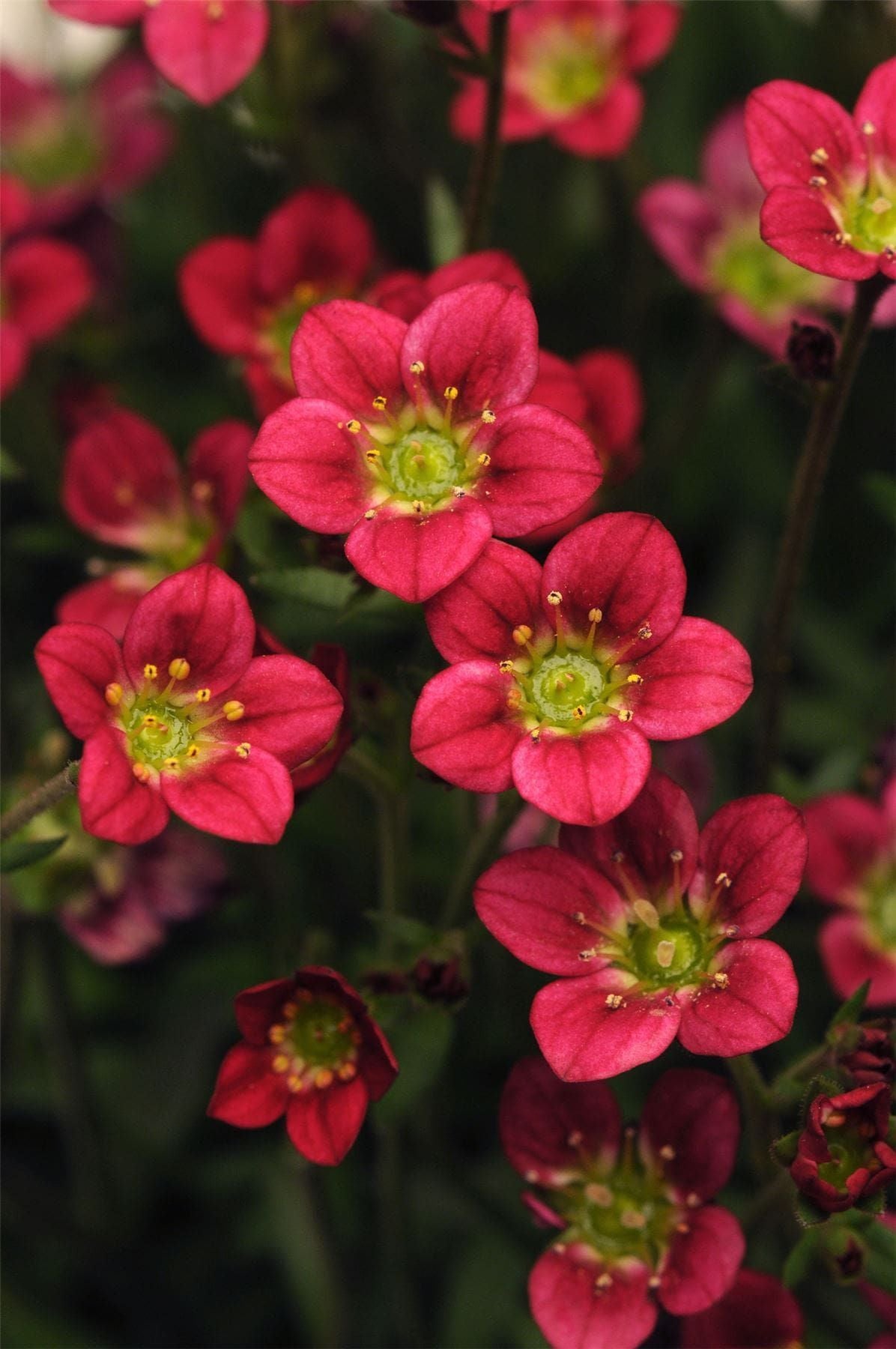 Saxifrage arendsii Rocco red Pelleted Seeds